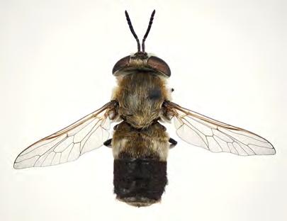 Falck: The Horse Flies (Diptera, Tabanidae) of Norway Tribus Haematopotini Genus Heptatoma Meigen, 1803 Only one widespread species in the Palearctic region, including the extreme north (Chvála et al.