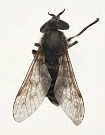 Falck: The Horse Flies (Diptera, Tabanidae) of Norway 42 43 45 44 FIGURES 42 45. Species in the genus Haematopota. 42. H. crassicornis Wahlberg, 1848. 43. H. italica Meigen, 1804. 44. H. pluvialis (Linnaeus, 1758).