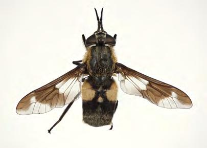 Norwegian Journal of Entomology 61,
