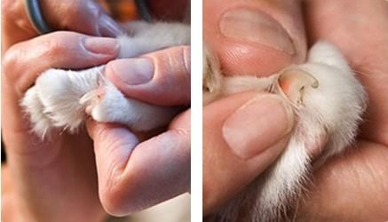 Step Three: Familiarize Yourself with Your Cat s Claws Once you ve handled all the toes on one paw, work to familiarize yourself with your cat s claws.