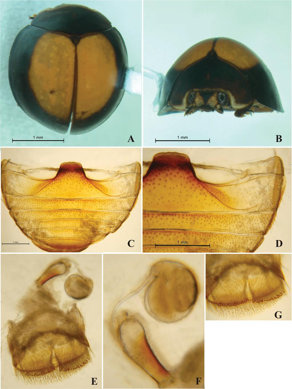 FIGURE 2. Menoscelis cordata sp. nov. habitus and details of morphology of female holotype. A B. habitus in dorsal (A) and frontal (B) views; C.