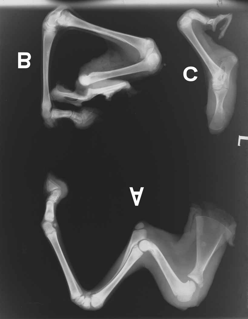 Nat. Croat. Vol. 17(4), 2008 321 Fig. 2. Radiographs of the front and both hind legs. The front legs with contracted tendons can not be fully extended (A).