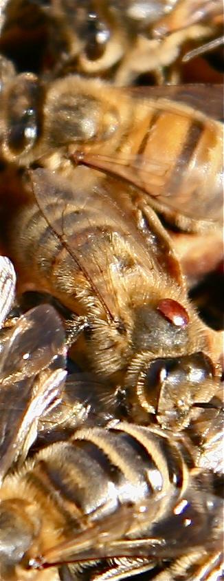 VMPs and Varroa destructor - Aim of the treatment: have the less residual mites as possible.