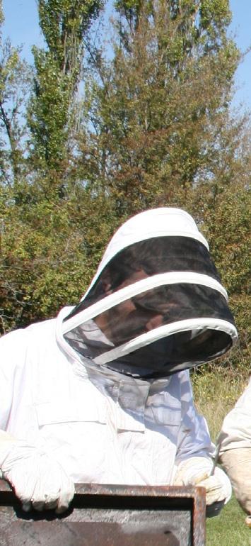 Questions and points about VMPs and Vd - At the level of the beekeeper: What is