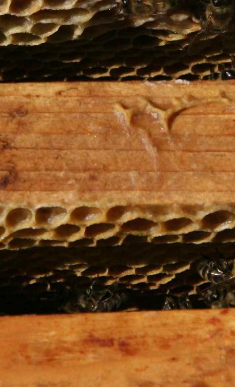 Awareness of environmental problems: Honey bee sentinel Pioneers: Pr.