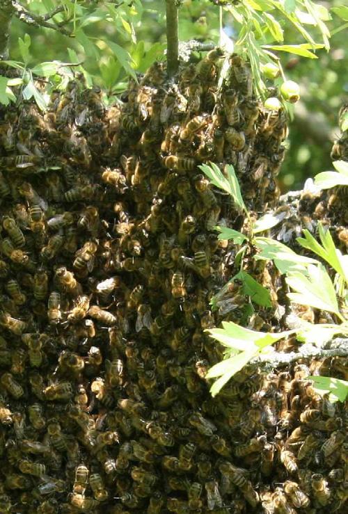 DIE «beekeeping, beekeeping pathology» Module I, one week: honeybee, colony, management of apiary Module II, one