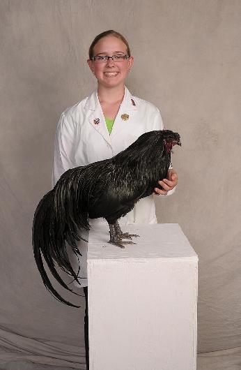 Cockerel by Matt Ulrich. The Asiatic Class winner was a Black Langshan Cock by Cindy Kinard, FL with no reserve.