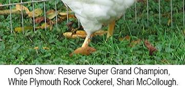 Res. Champion Large Fowl: Bud/ Martie Blankenship, Dark Brown Leghorn Cockerel. Champion American: Shari McCollough, White Plymouth Rock K. Res.