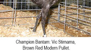 Champion Bantam: Vic Stirnama, Brown Red Modern P. Res. Champion Bantam: Greg Shank, Partridge Wyandotte K. Champion SCCL: Bill Smith, Rhode Island Red K. Res. Champion SCCL: Tom/ Linda Chandler, Gray Japanese C.