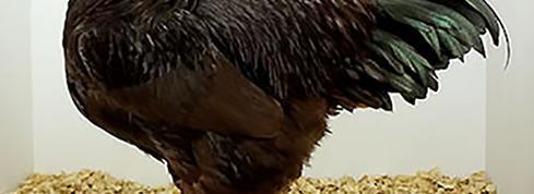 The beautiful, rich red-brown coloring of the Rhode Island Red is visually its most distinctive feature.