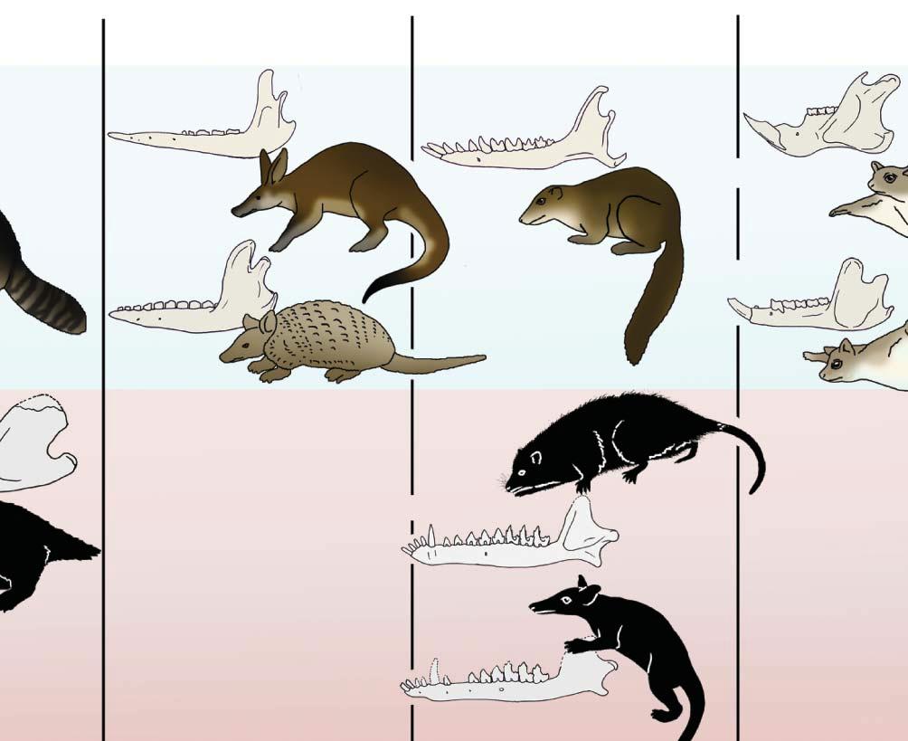 The Jurassic and Cretaceous saw multiple evolutions of predatory carnivores in unrelated groups (Fig. 2c). The capacity to climb on uneven terrain is inherent in generalized small mammals 35.