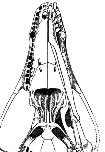 the ectotympanic from mandible.