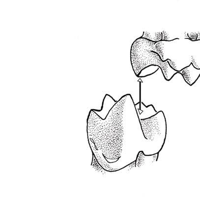 protocone Tertiary Cretaceous Jurassic the incus for the load-bearing function of the jaw hinge, but also reduces the hearing sensitivity (Fig. 3a, c).