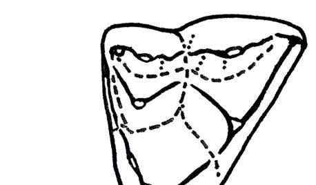 The quadratojugal incus articulation to the cranium reinforces 1016 Nontribosphenic mammaliaforms Nontribosphenic theriiforms Nontribosphenic monotremes a Didelphis Anterior b Kielantherium c