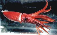 Cephalopod Propulsion All cephalopods live in the ocean and are adapted to swimming.