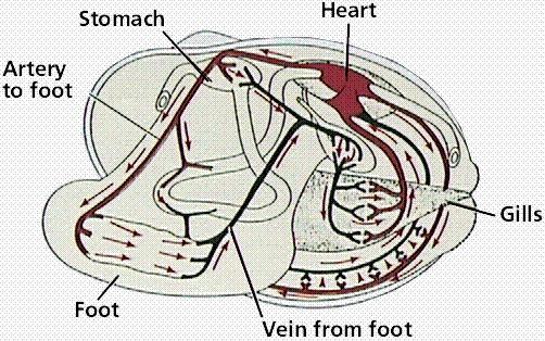Body Plan Mollusks have an open circulatory system,, which means the heart