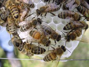 Worker honeybees construct a new comb, an important part of colony founding.