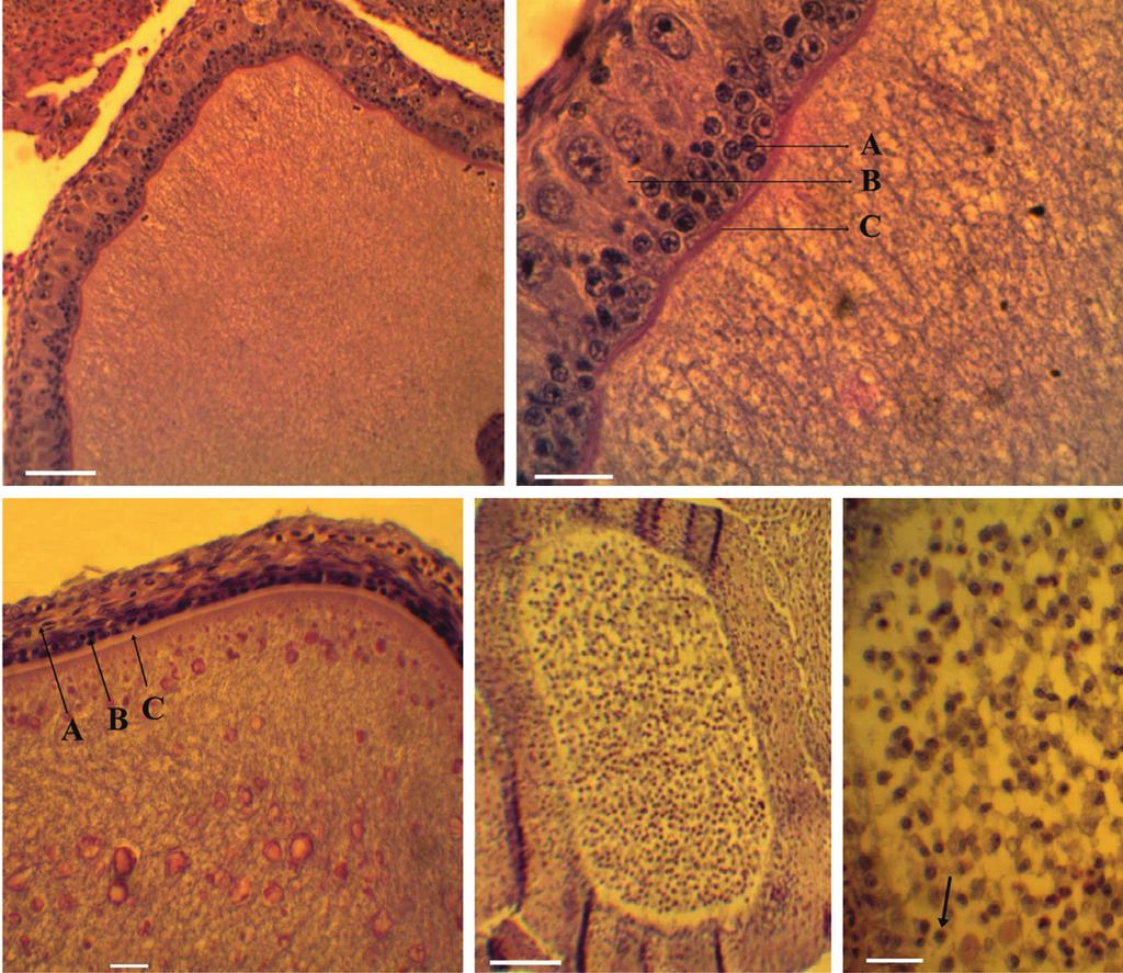 Ovarian follicular cycle of Tropidurus hispidus and T. semitaeniatus in a semiarid region of Brazil 89 H.