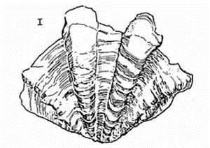 Tridacna squamosa Shell length up to 41 cm, valves moderately thick and heavy Valve margins