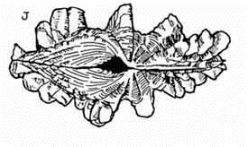 line half of shell length Broad leaf-like projecting scales on primary folds of ribs very