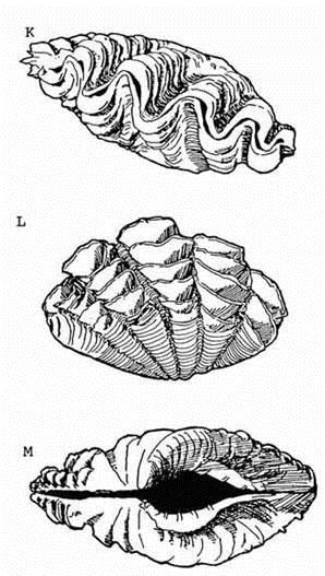 Tridacna maxima Shell length up to 35 cm, valves heavy and thick Valve margins undulate with about five generally sharply triangular extremities of rib interstices Hinge