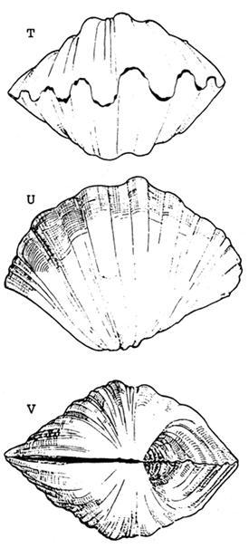 Hippopus porcellanus Shell length up to 35 cm, of a globose shape Valves not as thick or heavy as H.