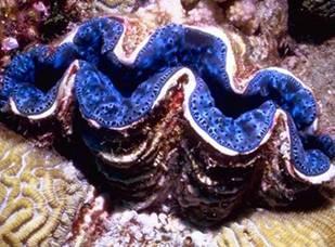 Giant clams are large bivalve molluscs of the Family Tridacnidae, that are native to shallow coral reefs of the South Pacific and Indian