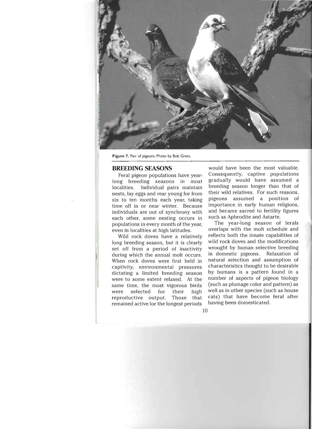 Figure 7. Pair of pigeons. Photo by Bob Gress. BREEDING SEASONS would have been the most valuable.