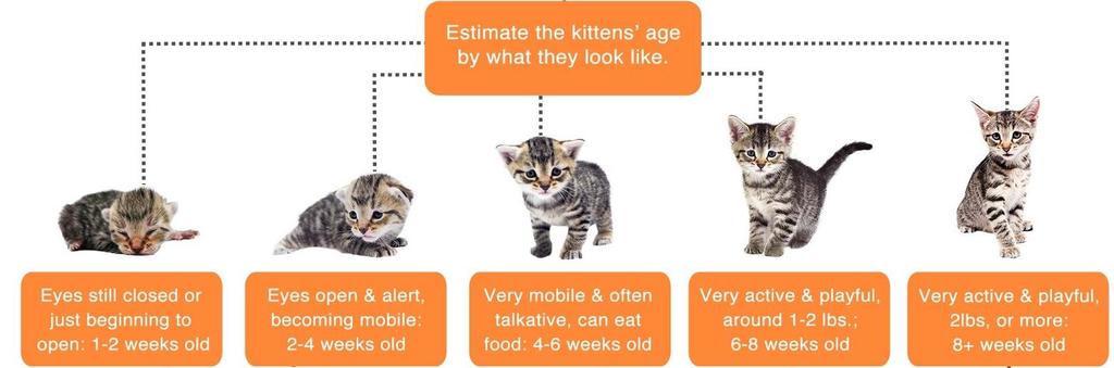 SECTION A: Types of Kittens & Their Care Preparing for your foster kittens Kittens should be separated from all other animals in your household for at least two weeks and kept in a small area.