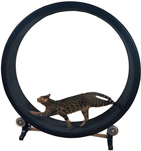 We have the cat wheel by One Fast Cat which is also available on www.amazon.com.