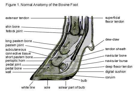 The foot is the part of the limb below the fetlock. This would correspond to human fingers and toes. The shinbones in cattle are the metacarpals on the front legs and the metatarsals on the rear legs.