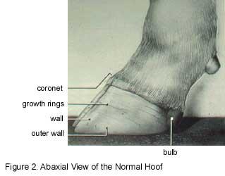 The horny capsule of the claw (hoof) is comprised of the wall, sole, heel, and white line.