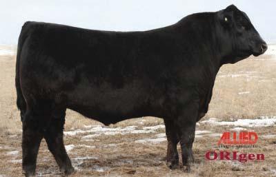Reference Sire Only Sire of Lots 1-10 TNT AXIS X307 Reg#: ASA 2571660 BD: 3/15/2010 Hetero Black Polled 3/4SM/1/4AN S A V FINAL ANSWER 0035 TNT TUITION U238 TNT MISS S68 TNT GUNNER N208 TNT MISS U27