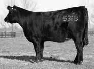 1544 5/23/15 This foundation female has been one of our favorites all along. She s super attractive, stout and sound structured.