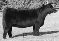 Progeny registers up as purebred Chi s or Mainetainers. Guaranteed to be big backed and yak haired.
