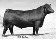 FBF YOUR SMILING STOCKED 090Y MATERNAL SIB TO EMBRYOS OFFERED LOT 35 GAMBLES LADY 4010 X BC LOOKOUT OFFERING 3 EMBRYOS GAMBLES LADY 4010 BC LOOKOUT