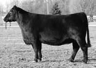 Her dam Gambles Lady 3016 as the lot 1 $49,000 lead off female in the Gamble Angus Dispersion as an eight year old.