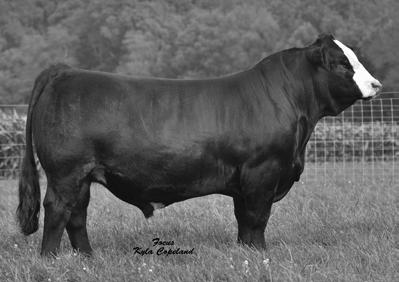 4 Grand Champion Bull of the prestigious 2014 Iowa State Fair Outcross genetics!