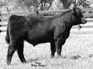 LOT 2 SC The X FACTOR C580 SIRE: EAGLE SCOUT DAM: FBF YOUR SMILING STOCKED 090Y ACA#PENDING dob: 9/15/2015 20% CHI BULL Phenotypically Correct! Genetic Outcross! Unlimited AI Sire Potential!