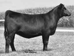 One sold to Caleb Ellmore for $9200 as an open in the 2014 Factory Direct Elite Female Sale and here is the other one.