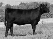 LOT 8 CONLEY EMPRESS 3151 SIRE: PAR Jefferson 0054 DAM: L A H Empress 151Y AAA# 17589595 dob: 2/16/2013 PB AN AI bred to FIRST CLASS ACT (FULL SIB TO DAMERON S FIRST CLASS) DUE: 2/9/2016 If this one