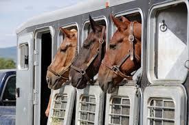 Additional requirements before HHP horses can travel, depending on the country health status where stable is located: Scenario 1 (known