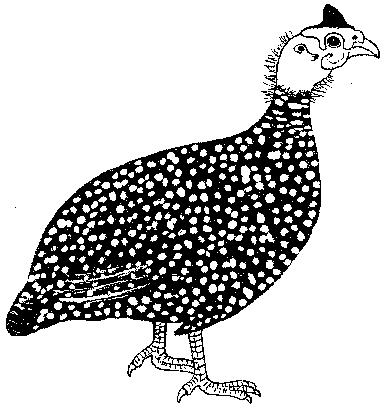 The Pearl variety of domestic guinea fowl is most familiar in Malawi. Its feathers resemble the indigenous guinea fowl. It has purple to grey feathers which are regularly dotted with white.