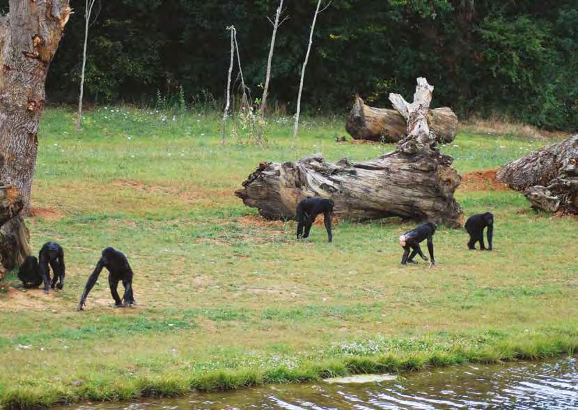 BONOBO ENCLOSURE, VALLÉE DES SINGES, FRANCE Zoos in the 21st century