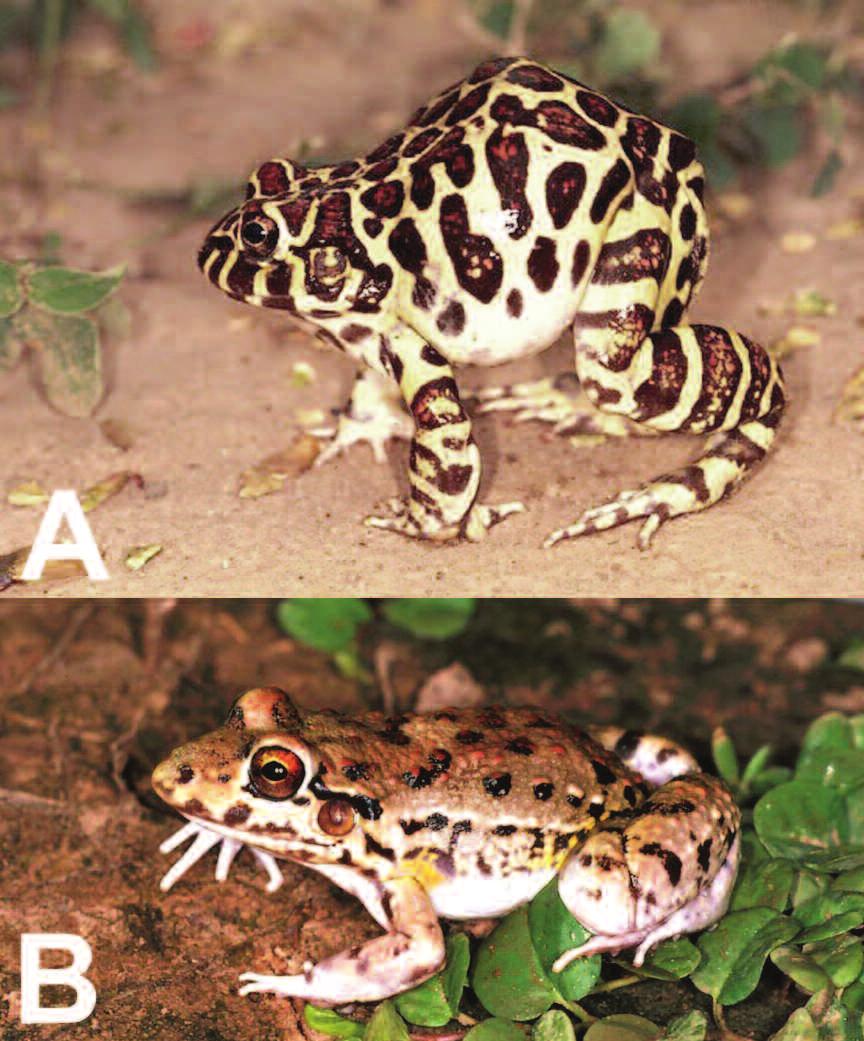 190 Herpetological Natural History, Vol. 9(2), 2006 Figure 1.