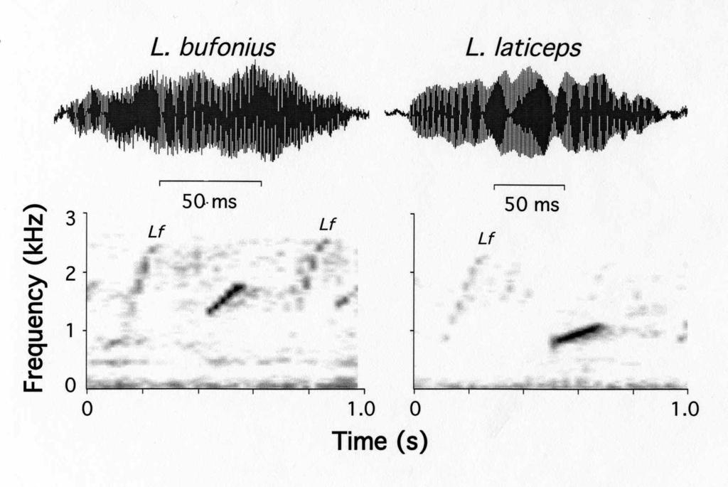 Notes 191 Figure 2. Wave form and audiospectrogram displays of advertisement calls of Leptodactylus bufonius and L. laticeps from Filadelfia, Paraguay. The background call of L.
