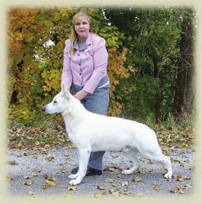 OFA Elbows Prelims: clear on both left and right and PennHip:100%! I am looking forward to getting to know y'all and learning more about this crazy & fun world of White Shepherds!
