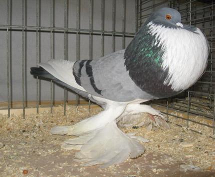 van der Ploeg; a Black pied, entered by G.H. Sterling; a Blue pied black barred, entered by R.