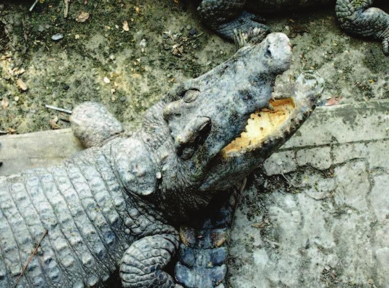 Crocodiles Crocodiles are an example of a reptile.