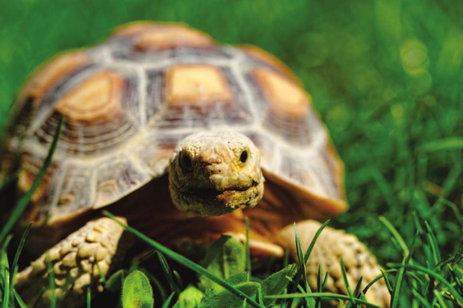 A tortoise is also mainly found on land in Africa and Asia, and some areas in America.